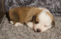 Rabbit, a female Pembroke Welsh Corgi for sale in Hotchkiss, CO – 1 of 3