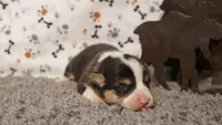 Cliff, a male Pembroke Welsh Corgi for sale in Hotchkiss, CO – 3 of 3