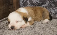 Rabbit, a female Pembroke Welsh Corgi for sale in Hotchkiss, CO – 2 of 3