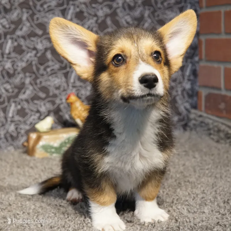 Frankie – Pembroke Welsh Corgi puppy for sale in Hotchkiss, CO