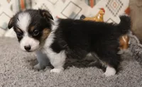Ella, a female Pembroke Welsh Corgi for sale in Hotchkiss, CO – 3 of 3