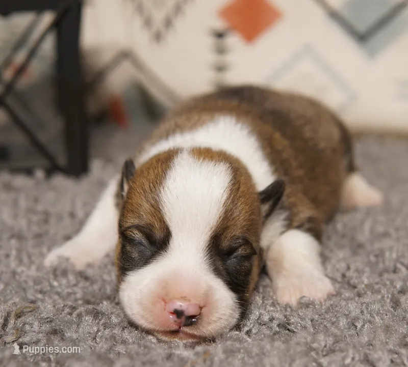 Buck – Pembroke Welsh Corgi puppy for sale in Hotchkiss, CO