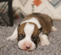 Buck, a male Pembroke Welsh Corgi for sale in Hotchkiss, CO – 1 of 3