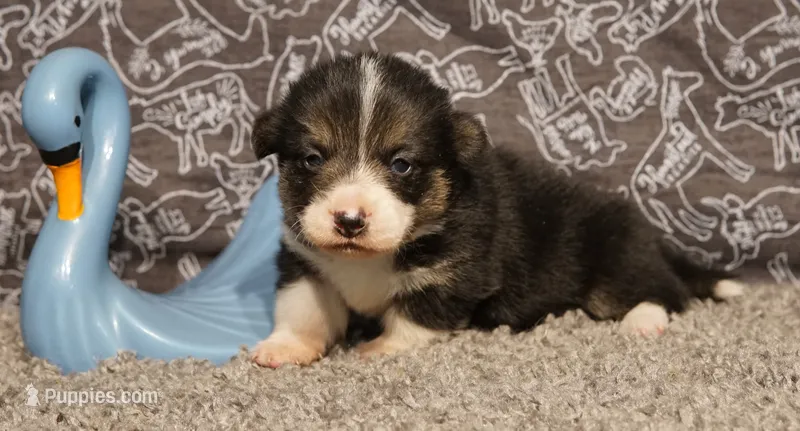 Tommy – Pembroke Welsh Corgi puppy for sale in Hotchkiss, CO