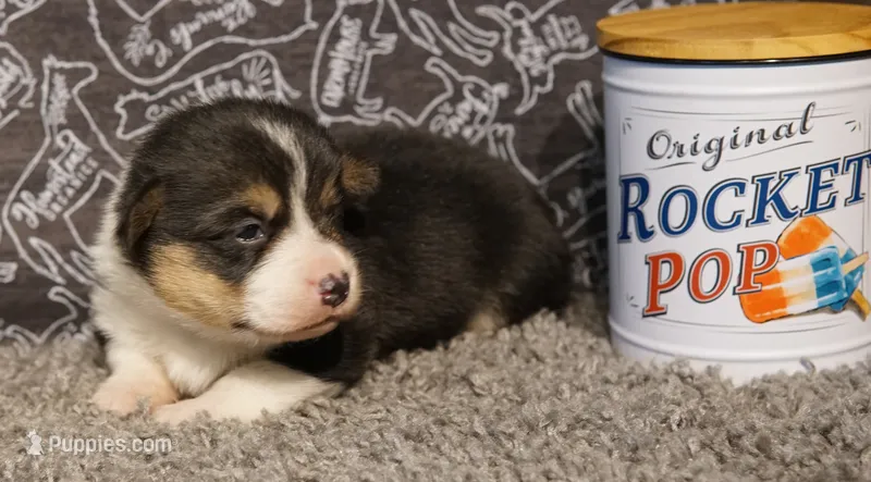 Luna – Pembroke Welsh Corgi puppy for sale in Hotchkiss, CO