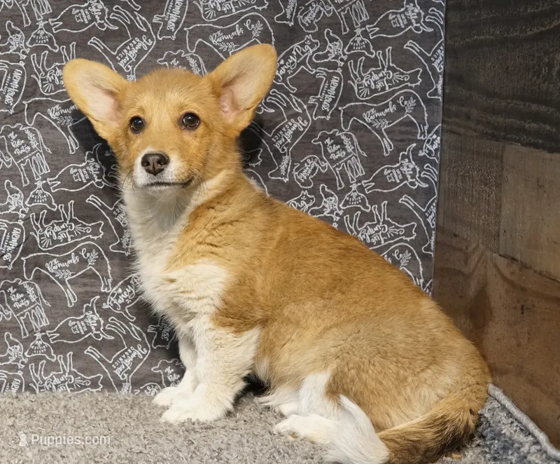 Renae, a female Pembroke Welsh Corgi for sale in Hotchkiss, CO – 1 of 6