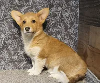 Renae, a female Pembroke Welsh Corgi for sale in Hotchkiss, CO – 1 of 6