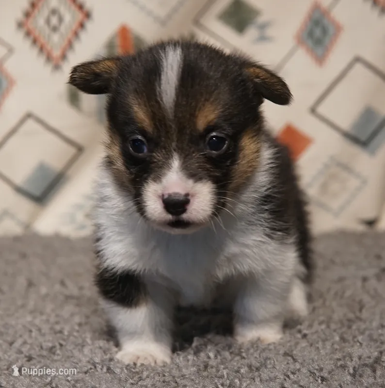Maple – Pembroke Welsh Corgi puppy for sale in Hotchkiss, CO