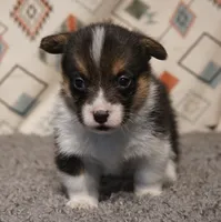Maple, a female Pembroke Welsh Corgi for sale in Hotchkiss, CO – 1 of 3