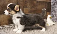 Ella, a female Pembroke Welsh Corgi for sale in Hotchkiss, CO – 3 of 3