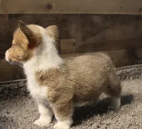 Sterling, a male Pembroke Welsh Corgi for sale in Hotchkiss, CO – 2 of 9