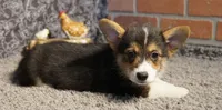 Tommy with Tail, a male Pembroke Welsh Corgi for sale in Hotchkiss, CO – 3 of 3