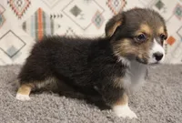 Frankie, a male Pembroke Welsh Corgi for sale in Hotchkiss, CO – 2 of 3