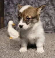 Mocha with tail, a female Pembroke Welsh Corgi for sale in Hotchkiss, CO – 1 of 3