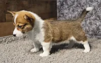 Loki, a male Pembroke Welsh Corgi for sale in Hotchkiss, CO – 3 of 3
