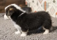 Roofus, a male Pembroke Welsh Corgi for sale in Hotchkiss, CO – 3 of 3