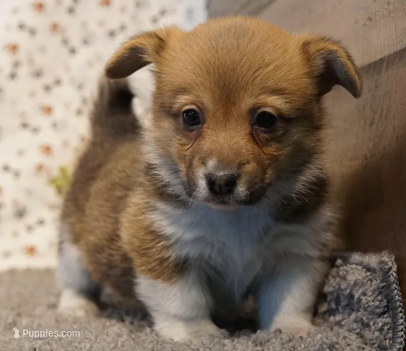 Renae – Pembroke Welsh Corgi puppy for sale in Hotchkiss, CO