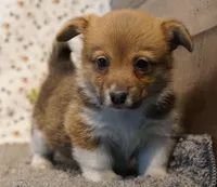 Renae, a female Pembroke Welsh Corgi for sale in Hotchkiss, CO – Photo 1 of 3