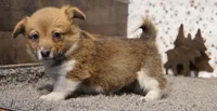 Renae, a female Pembroke Welsh Corgi for sale in Hotchkiss, CO – Photo 3 of 3