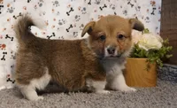 Renae, a female Pembroke Welsh Corgi for sale in Hotchkiss, CO – Photo 2 of 3