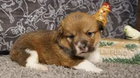 Renae, a female Pembroke Welsh Corgi for sale in Hotchkiss, CO – Photo 2 of 3