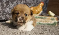 Renae, a female Pembroke Welsh Corgi for sale in Hotchkiss, CO – Photo 1 of 3