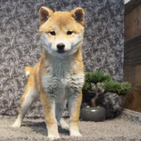 processed/97869059-11fa-4ef3-8b1f-74dbc7e0ae87/listing/5d364116-963b-4be6-9865-37895ef325d4/adc48034-dab3-4d33-a210-7c30272714a4