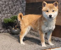 processed/97869059-11fa-4ef3-8b1f-74dbc7e0ae87/listing/5d364116-963b-4be6-9865-37895ef325d4/b81f5d63-57fc-40c1-b69e-b473828276d1