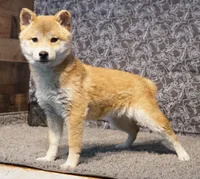 processed/97869059-11fa-4ef3-8b1f-74dbc7e0ae87/listing/5d364116-963b-4be6-9865-37895ef325d4/c9b69070-1ea3-4d0a-be73-0d3f2e6504c0