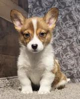 Loki, a male Pembroke Welsh Corgi for sale in Hotchkiss, CO – 1 of 3