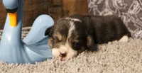 Tommy, a male Pembroke Welsh Corgi for sale in Hotchkiss, CO – 2 of 3