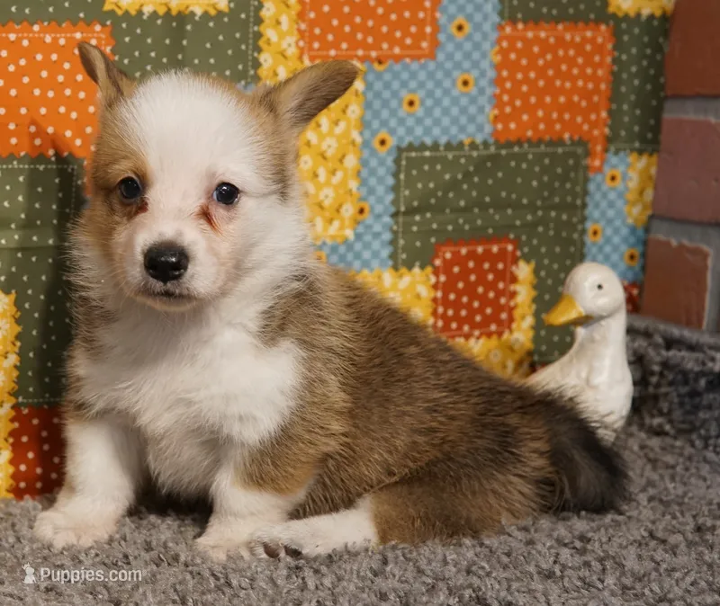 Rabbit – Pembroke Welsh Corgi puppy for sale in Hotchkiss, CO