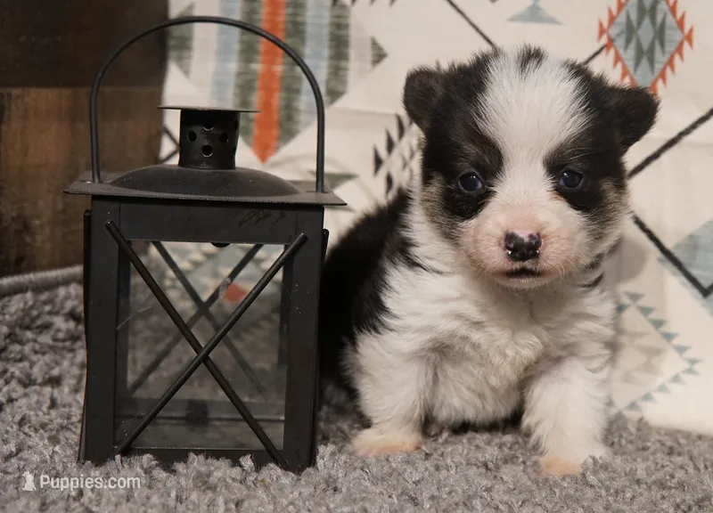 Taz – Pembroke Welsh Corgi puppy for sale in Hotchkiss, CO
