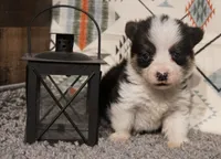Taz, a male Pembroke Welsh Corgi for sale in Hotchkiss, CO – 1 of 3