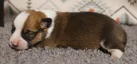 Buck, a male Pembroke Welsh Corgi for sale in Hotchkiss, CO – 3 of 3