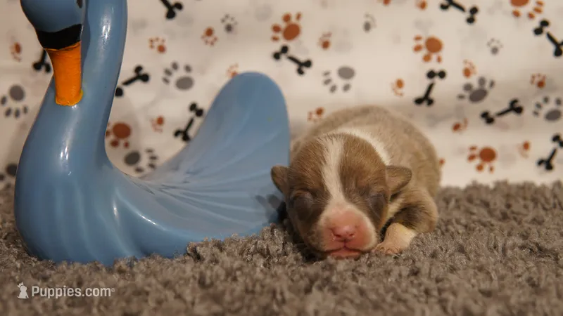 Sterling – Pembroke Welsh Corgi puppy for sale in Hotchkiss, CO