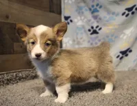 Dani, a female Pembroke Welsh Corgi for sale in Hotchkiss, CO – 2 of 9