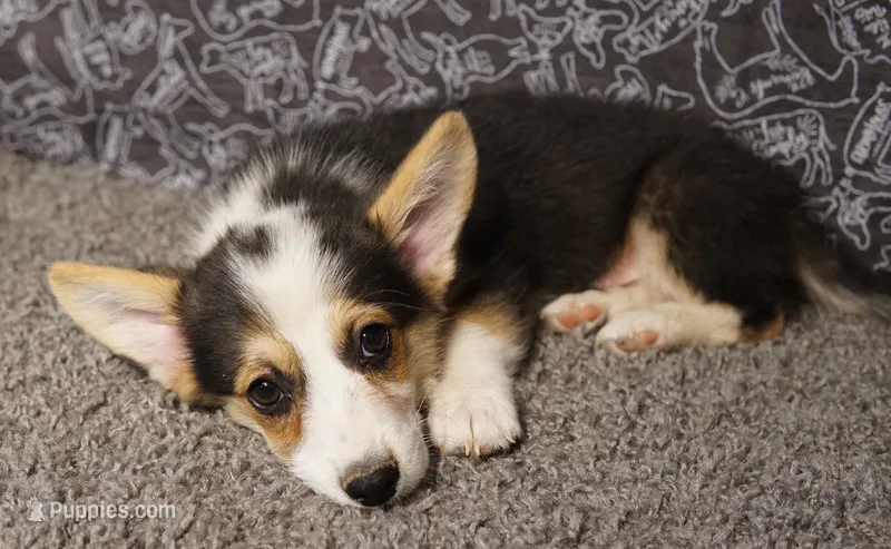 Roofus – Pembroke Welsh Corgi puppy for sale in Hotchkiss, CO