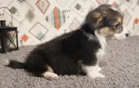 Mr. Bean, a male Pembroke Welsh Corgi for sale in Hotchkiss, CO – 2 of 3