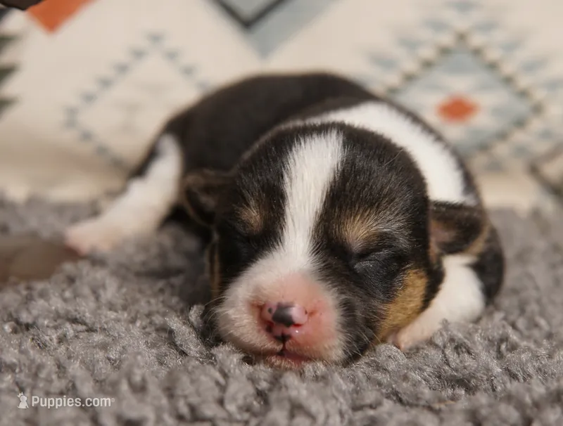 Clover, a female Pembroke Welsh Corgi for sale in Hotchkiss, CO – 1 of 3