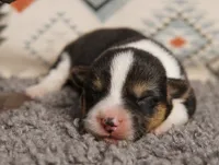 Clover, a female Pembroke Welsh Corgi for sale in Hotchkiss, CO – 1 of 3