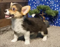 Maple, a female Pembroke Welsh Corgi for sale in Hotchkiss, CO – 3 of 3