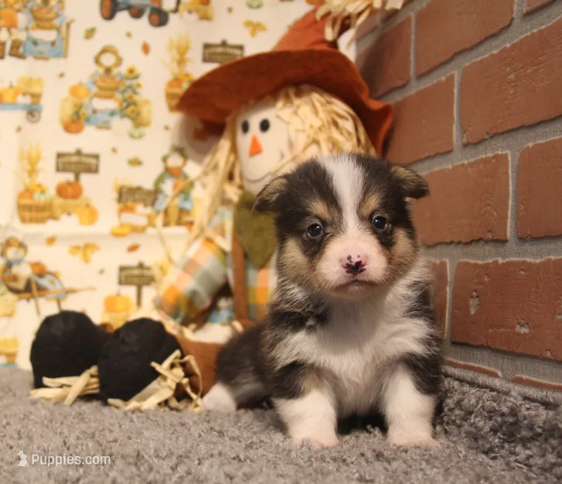 Cliff – Pembroke Welsh Corgi puppy for sale in Hotchkiss, CO