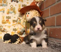 Cliff, a male Pembroke Welsh Corgi for sale in Hotchkiss, CO – 4 of 6