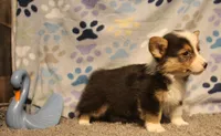 Cliff, a male Pembroke Welsh Corgi for sale in Hotchkiss, CO – 3 of 6