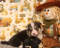 Cliff, a male Pembroke Welsh Corgi for sale in Hotchkiss, CO – 6 of 6
