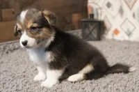 Mr. Bean, a male Pembroke Welsh Corgi for sale in Hotchkiss, CO – 3 of 3