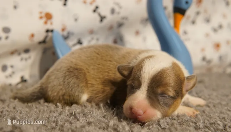 Dani – Pembroke Welsh Corgi puppy for sale in Hotchkiss, CO