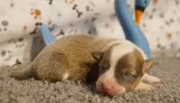 Dani, a female Pembroke Welsh Corgi for sale in Hotchkiss, CO – 1 of 3