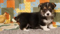 Tommy with Tail, a male Pembroke Welsh Corgi for sale in Hotchkiss, CO – 2 of 3